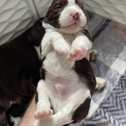 English Springer Spaniel Puppies from Divine Springers