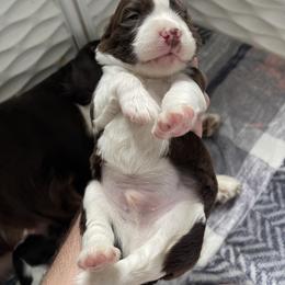 English Springer Spaniel Puppies from Divine Springers