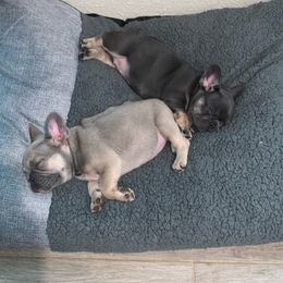 French Bulldogs from Meraki Frenchies LLC