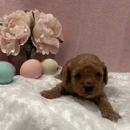 Cockapoo Puppies from Martin's Cockapoos