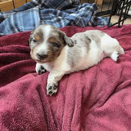 Magnolia - Dapple female Dachshund puppy in Farmerville, Louisiana from Hancock House of Basset Hounds & Mini Dachshunds