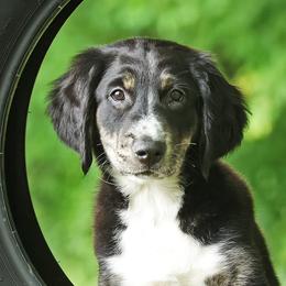Mattie - Black tri-color Aussiedoodle puppy in Ashland, Ohio from Part of the Family