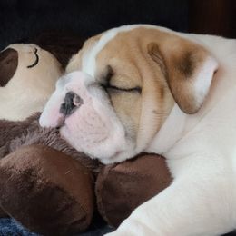 Bulldog Puppies from Bull Mountain Bulldogs