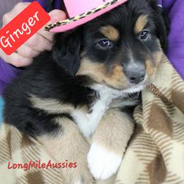 Ginger BTF6 - Black tri female Miniature Australian Shepherd puppy in Elgin, Oregon from LongMile Aussies