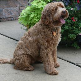 Australian Labradoodle Puppies from Windsor Creek Labradoodles