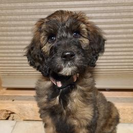 Catahoula Leopard Dogs, Goldendoodles, Poodles, and Sheepadoodles from Prospect Catahoula Farms, LLC