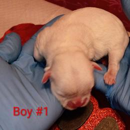 Boy 1 - White male Mal-Shi puppy in Boca Raton, Florida from Tina-Marie's Pups