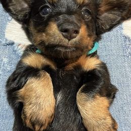 Dachshunds from Ruben Doxies of Oklahoma
