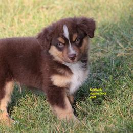 Bly - full tail - Red tri-color male Miniature American Shepherd puppy in Hillsdale, Michigan from Faithwalk Aussies and Mini American Shepherds