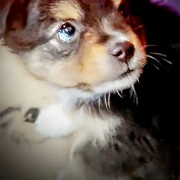 Toy Australian Shepherd Puppies from SLASH SEVEN Toy Aussies