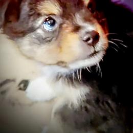 Toy Australian Shepherd Puppies from SLASH SEVEN Toy Aussies