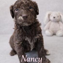 Nancy Wheeler - Chocolate merle female Bernedoodle puppy in Bennett, Colorado from Darling Paws, LLC