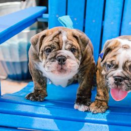 Bulldog Puppies from CARRIE FARRELL