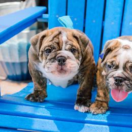 Bulldog Puppies from CARRIE FARRELL