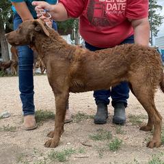 Chesapeake Bay Retriever and West Highland White Terrier Puppies from BlueBelle's Canine Companions