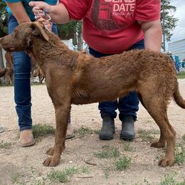 Chesapeake Bay Retriever and West Highland White Terrier Puppies from BlueBelle's Canine Companions