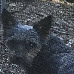 Faith - Yorkshire Terrier