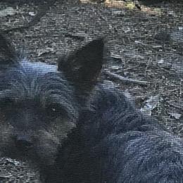 Faith - Yorkshire Terrier