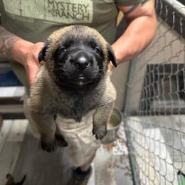 Girl 2 - Mahogany female Belgian Malinois puppy in China Spring, Virginia from Childress Creek Kennels