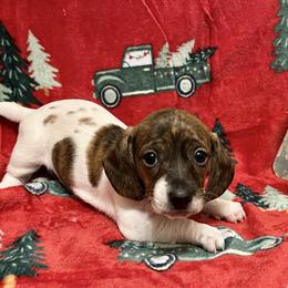 Ginger Pie - Piebald female Dachshund puppy in Massachusetts from Honey Bee Dachshunds