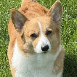 Mochi - Pembroke Welsh Corgi