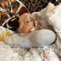 Maple - Dapple female Dachshund puppy in Benwood, West Virginia from Royal Roads Miniature Dachshunds