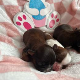 Lyric - Red male Shih Tzu puppy in Kempner, Texas from Shih Tzu Reign