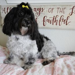Daisy - Coton de Tulear