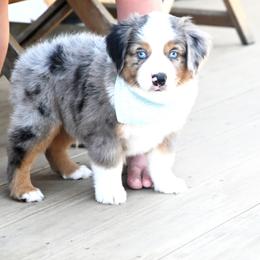 LOPER BMM - Blue merle male Miniature American Shepherd puppy in Pasco, Washington from ROCK CREEK LABRADORS Pasco, WA