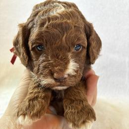 Bubbly - Red and white female Cockapoo puppy in Adrian, Oregon from ApplebyFarm