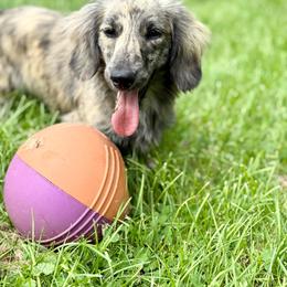 Darla - Dachshund