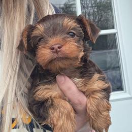 Reese - Chocolate and tan female Yorkshire Terrier puppy in West Enfield, Maine from GRIFFEY'S SPA AND KENNEL