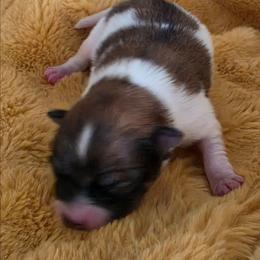 Bear - Tri-colored male Pomeranian puppy in Cleveland, Tennessee from Deborah's Darlings