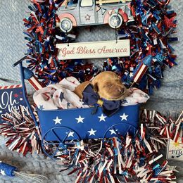 Boy 1 - Golden male Golden Retriever puppy in Marquette County, Michigan from Aurora's Northern Goldens