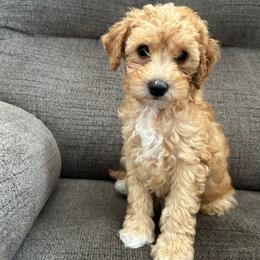 Blue mini - Brown male Poodle puppy in Millville, New Jersey from Michelle's Doodles