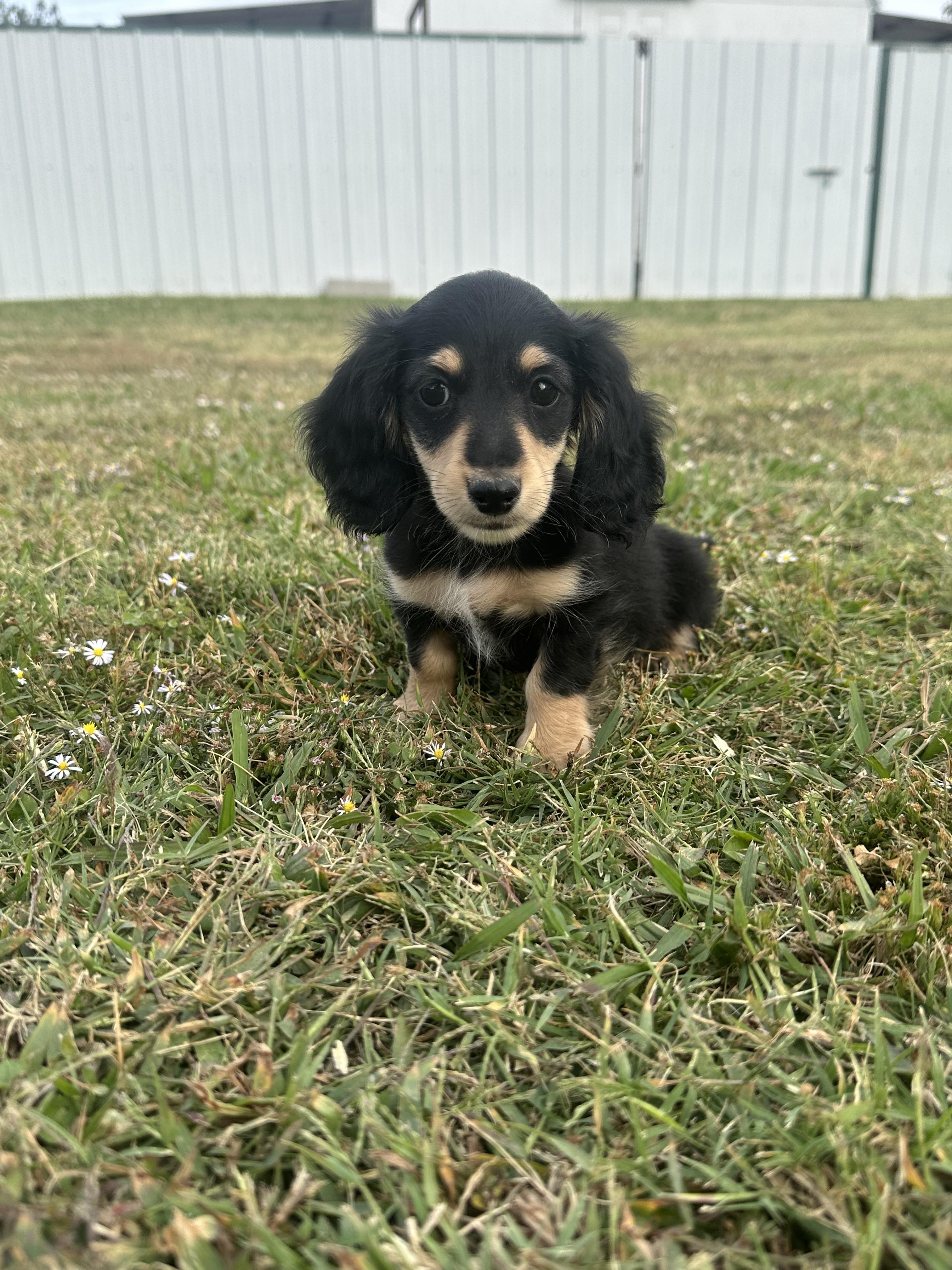 New Hope Miniature Dachshunds in Oklahoma Dachshund puppies Good Dog