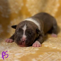 Girl 5 - female American Pit Bull Terrier puppy in Nine Mile Falls, Washington from Bartin Kennels