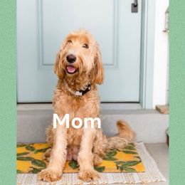 Gracie - Goldendoodle