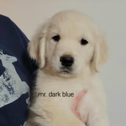 Mr. Dark blue - Light golden male Golden Retriever puppy in Campton, Kentucky from ElkRidge Goldens