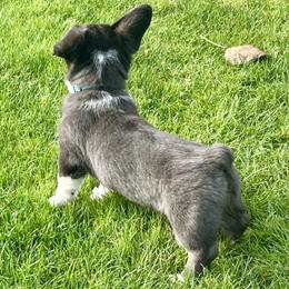 American Corgi Puppies from Patriot American Corgi