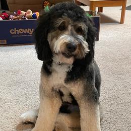 Bernie - Tri-color female Bernedoodle puppy in Peyton, Colorado from Peyton Doodles