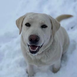 Luna - Labrador Retriever