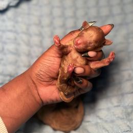 Kyson - Red  male Poodle puppy in Knightdale, North Carolina from House of Paws Heritage Nursery