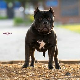 Snow - American Bully