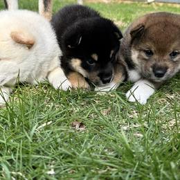 Girl1 - Black and tan female Shiba Inu puppy in Green Bay, Wisconsin from Kokuryuu Shibas