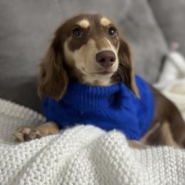 Macy - Dachshund