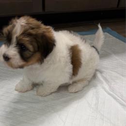 Red collar - Chocolate brindle male Havanese puppy in Lakeland, Florida from Charlie’s Havanese Angels