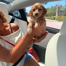 Blue - Piebald male Dachshund puppy in Plantation, Florida from Lovelaced Pups