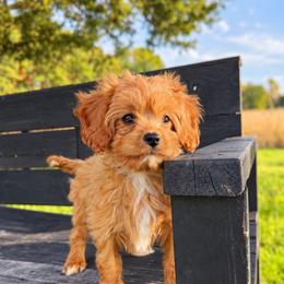 Caroline - Red female Cavapoo puppy in Hudson, Michigan from Haas Pawz