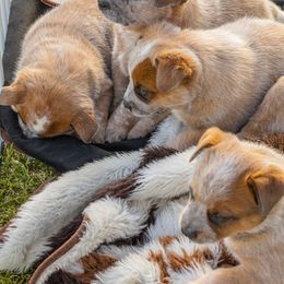 Australian Cattle Dog Puppies from Drakes Australian Cattle Dogs